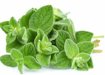 Lá Oregano