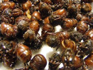 Bánh kiến Colombia