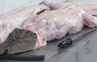 Thịt cá sấu