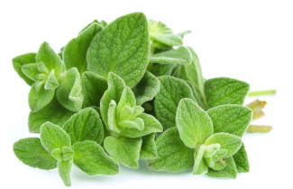 Lá Oregano